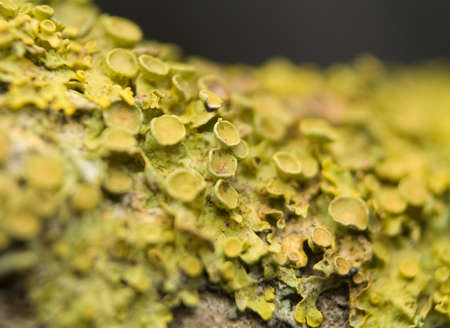 Xanthoria polycarpaの写真素材