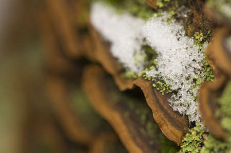 Stereumの写真素材