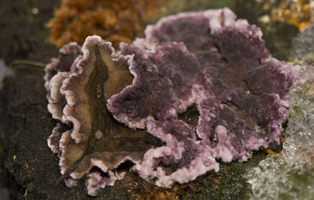 Chondrostereum purpureumの写真素材