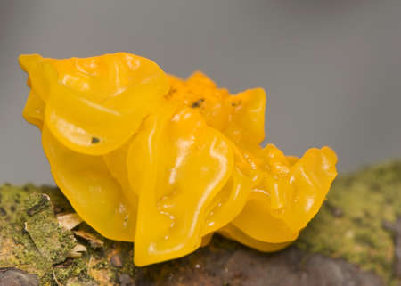 Tremella mesentericaの写真素材