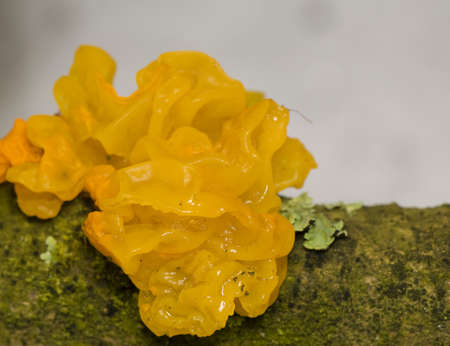 Tremella mesentericaの写真素材