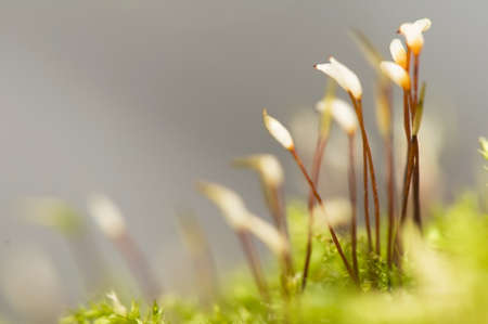 Cans white mossの写真素材