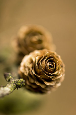 Larch cone