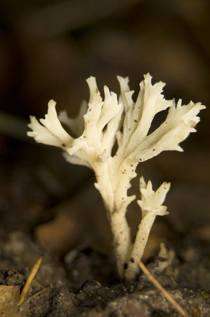 Clavulina coralloidesの写真素材