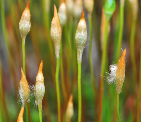 Moss