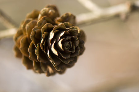 Larch cone