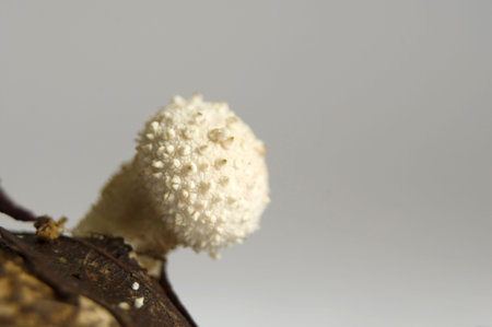 Puffball Lycoperdon perlatum rough