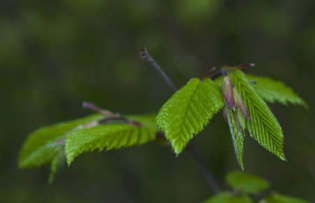 Carpinusの写真素材