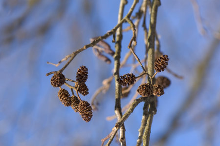 alder conesの写真素材