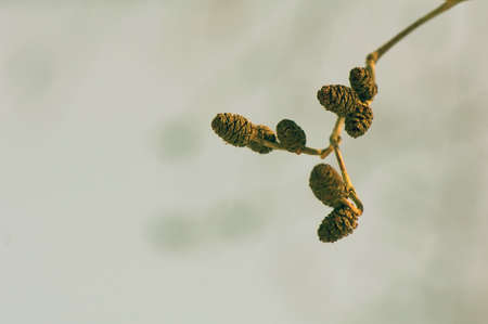 alder conesの写真素材