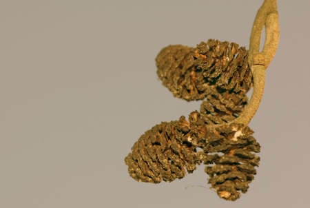 alder conesの写真素材