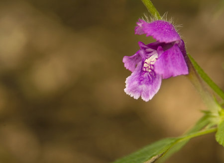 Pink flower