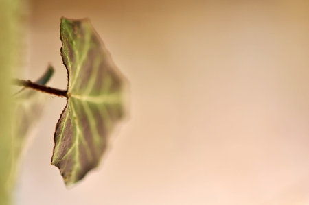 Ivy - Hedera
