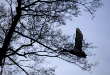 Bird silhouetteの写真素材