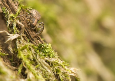 Xysticus acerbus