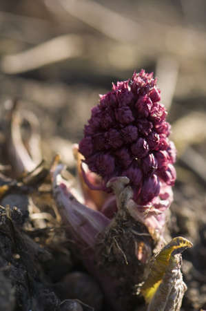 Petasites hybridusの写真素材