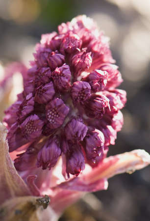 Petasites hybridusの写真素材