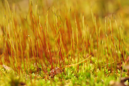 Pardosa