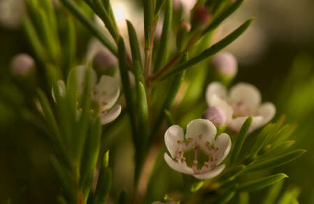 Chamelaucium uncinatumの写真素材