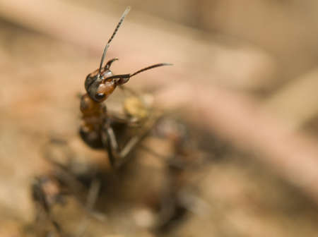 Formica rufaの写真素材