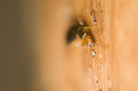 Forficulaの写真素材