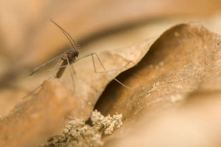 Culicidae, Cecidomyiidaeの写真素材