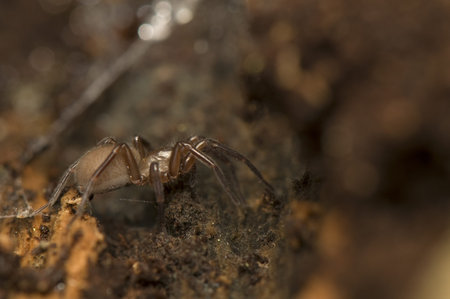 Amaurobiidae