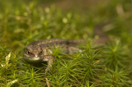Zootoca vivipara