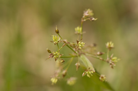 Luzula pilosa