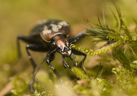 Carabus cancellatusの写真素材