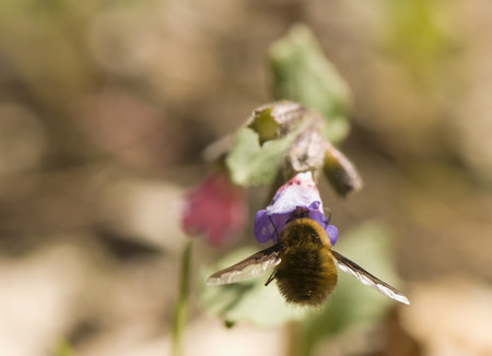 Bombylius major