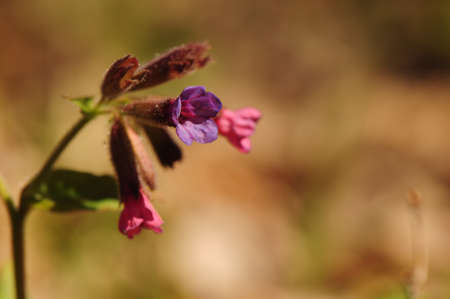 Pulmonaria obscuraの写真素材