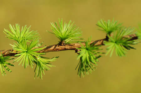 Larixの写真素材