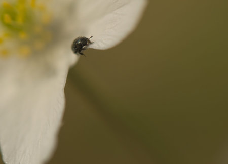 Byturus