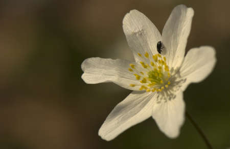 Anemoneの写真素材