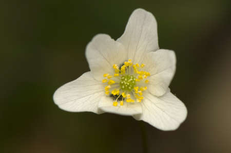 Anemoneの写真素材