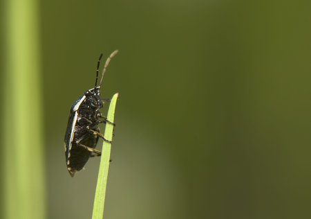 Eurydema oleracea