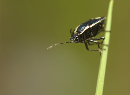 Eurydema oleracea