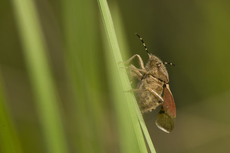 Dolycoris baccarum