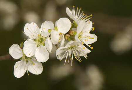 Prunus spinosa