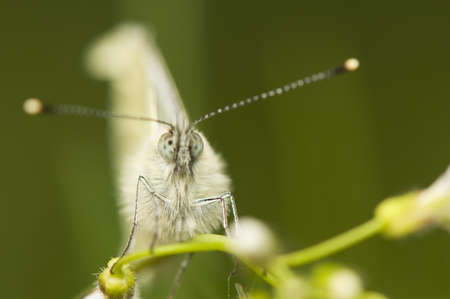 Pieris napi - Cabbageの写真素材