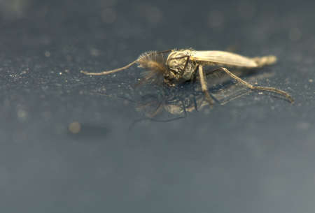 Mosquitoの写真素材