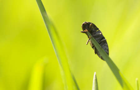 Agrypnus murinusの写真素材