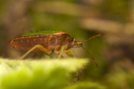 Palomena prasina