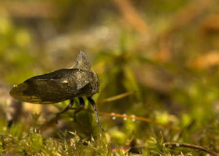 Centrotus cornutus