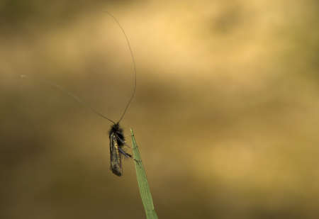 Adela reamurellaの写真素材