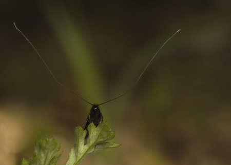 Adela reamurellaの写真素材