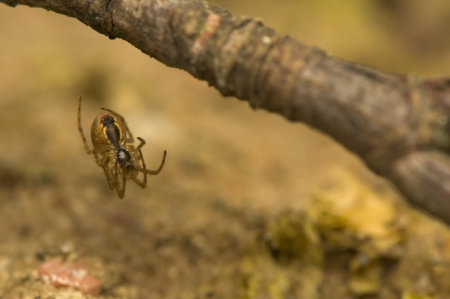 Spiderの写真素材