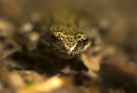 Frog - Ranaの写真素材