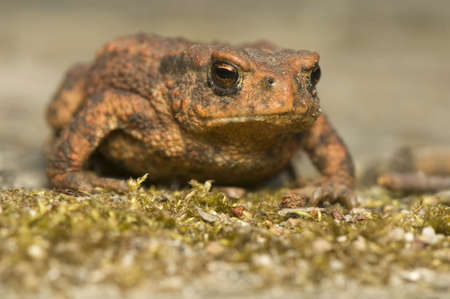 Bufo bufoの写真素材